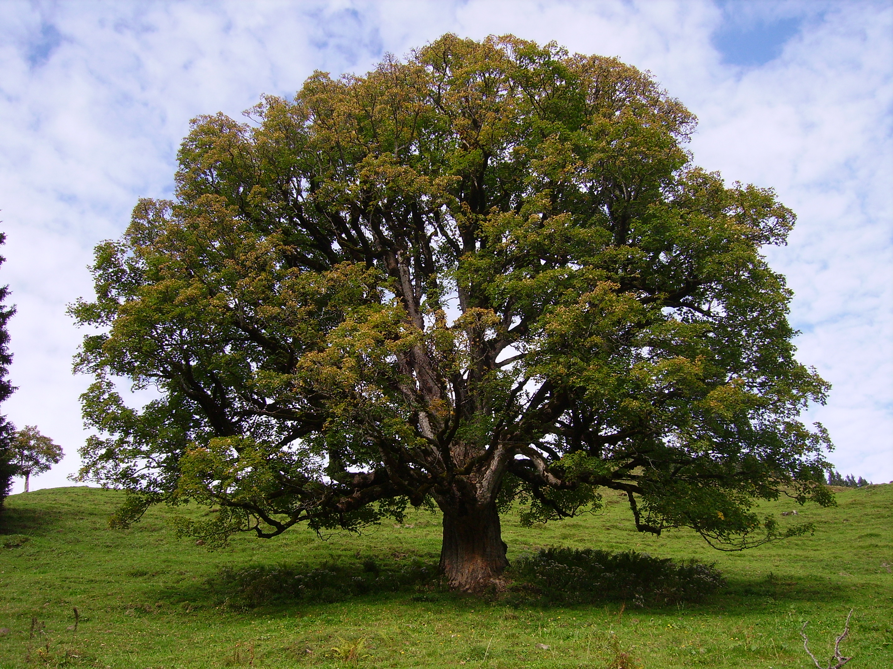 Bergahorn