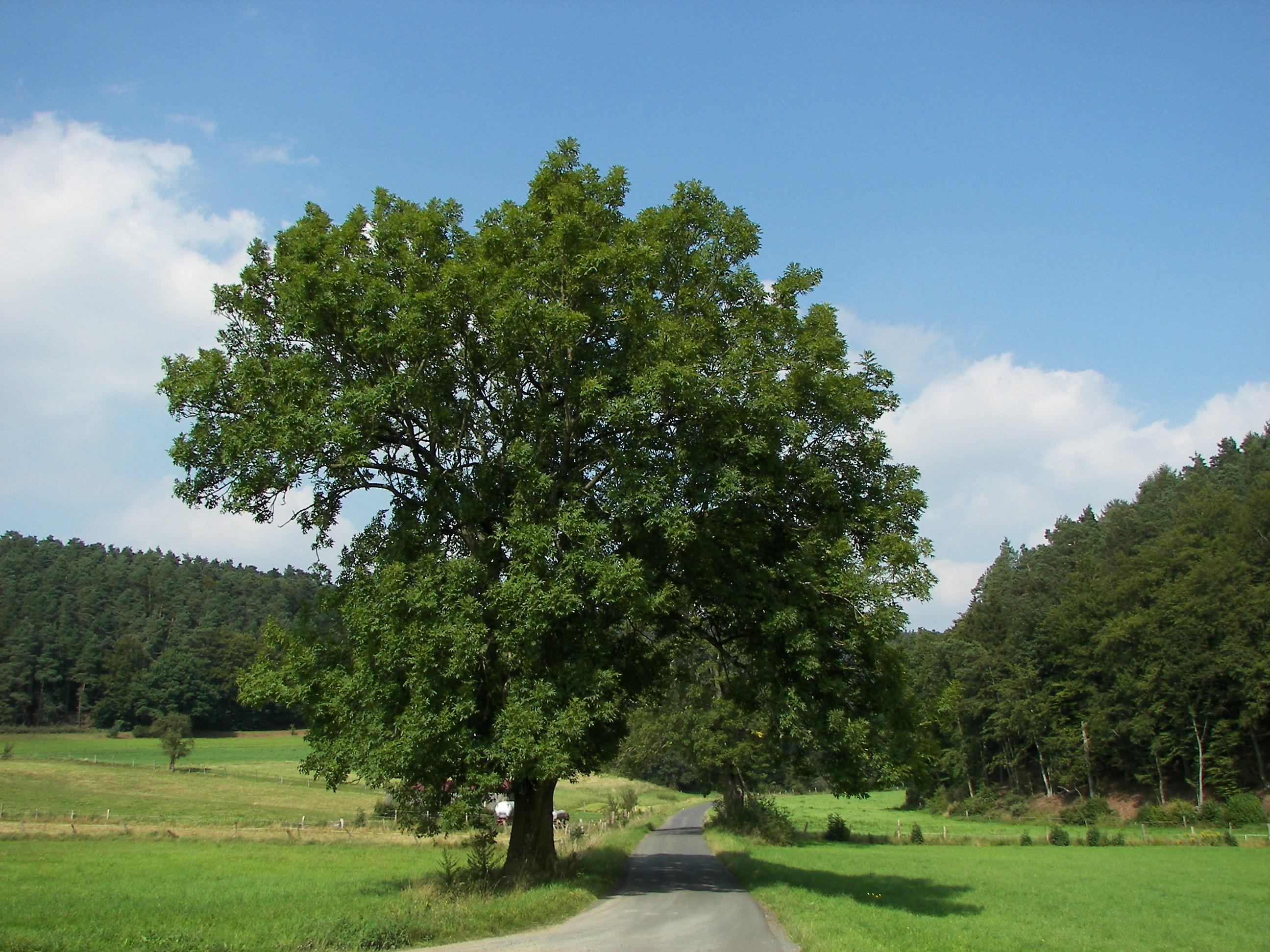 Gemeine Esche