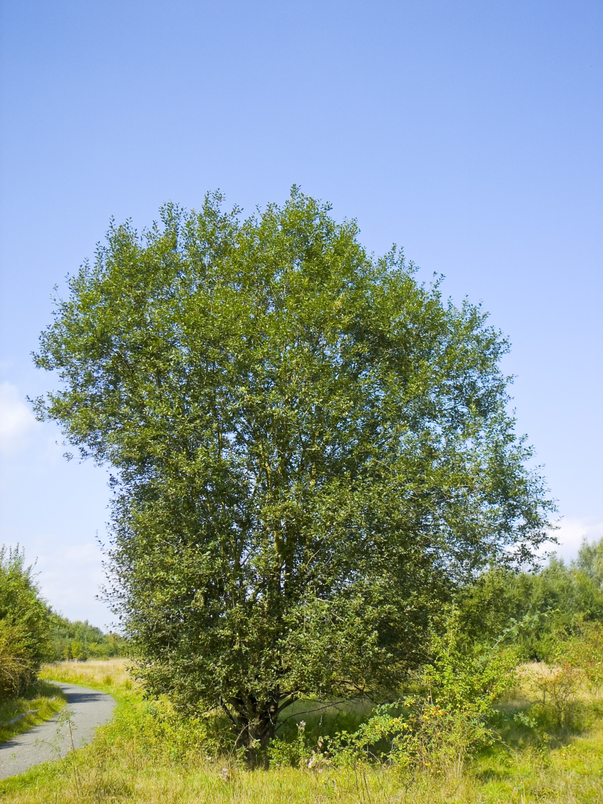 Salweide