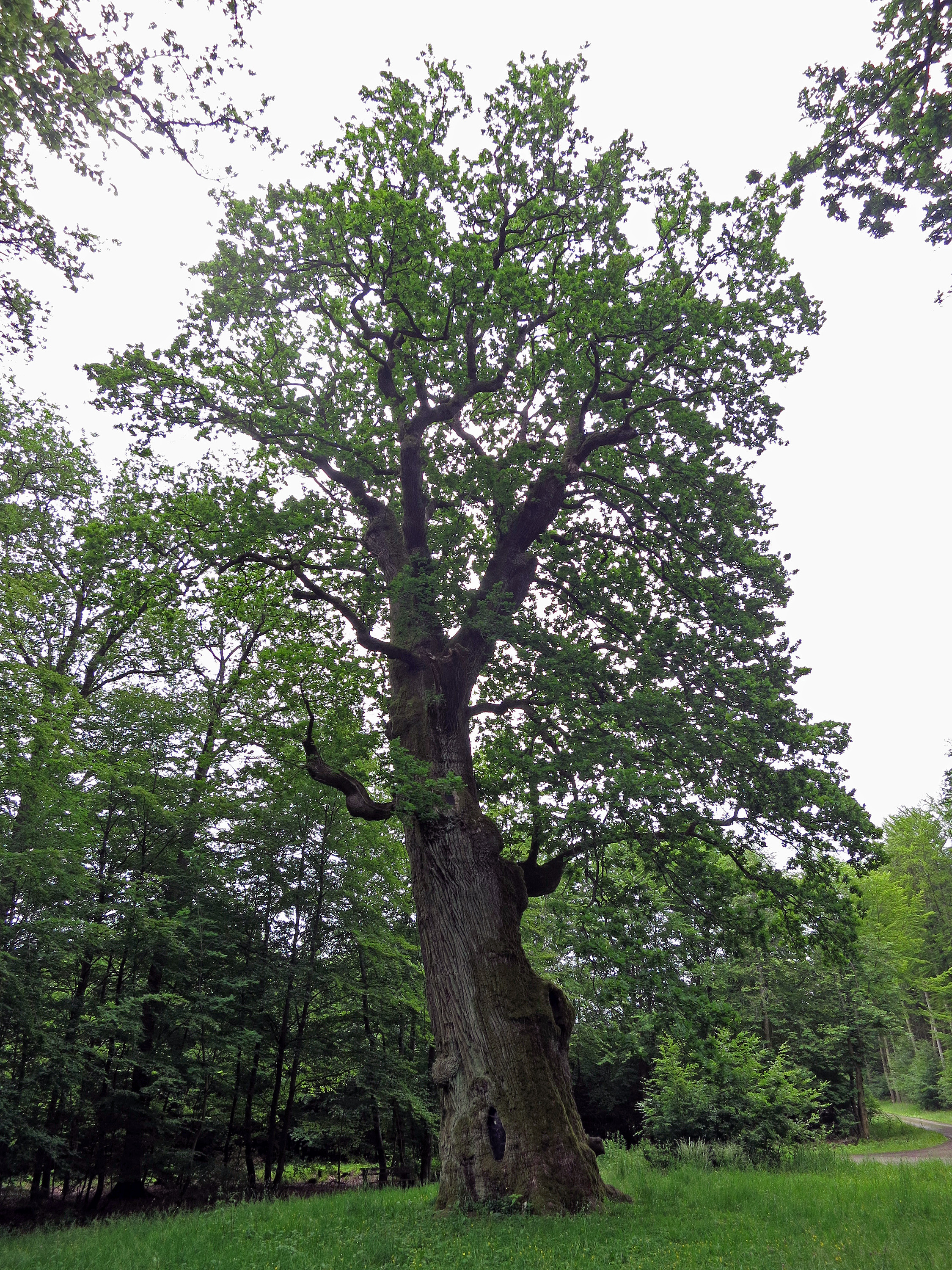 Stieleiche