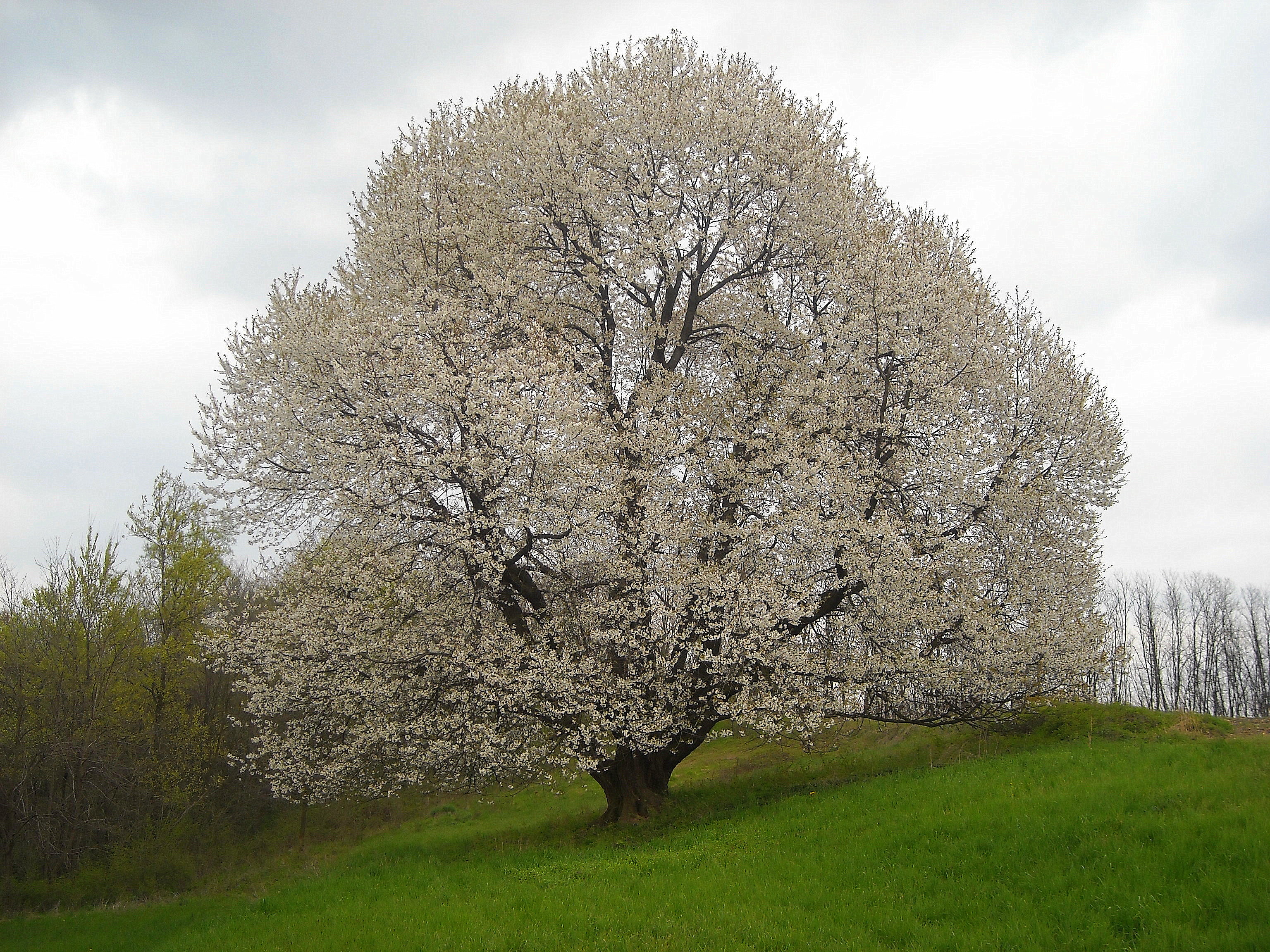 Vogelkirsche