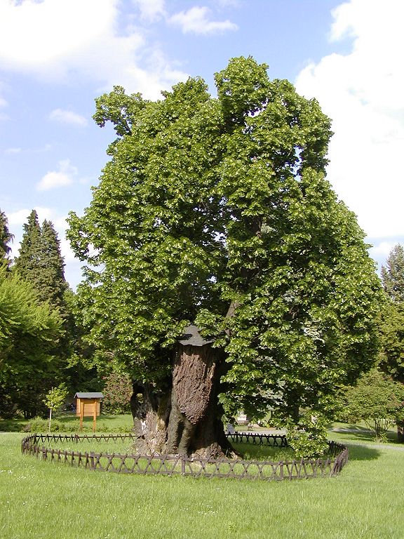 Winterlinde (kleinblättrige Linde)