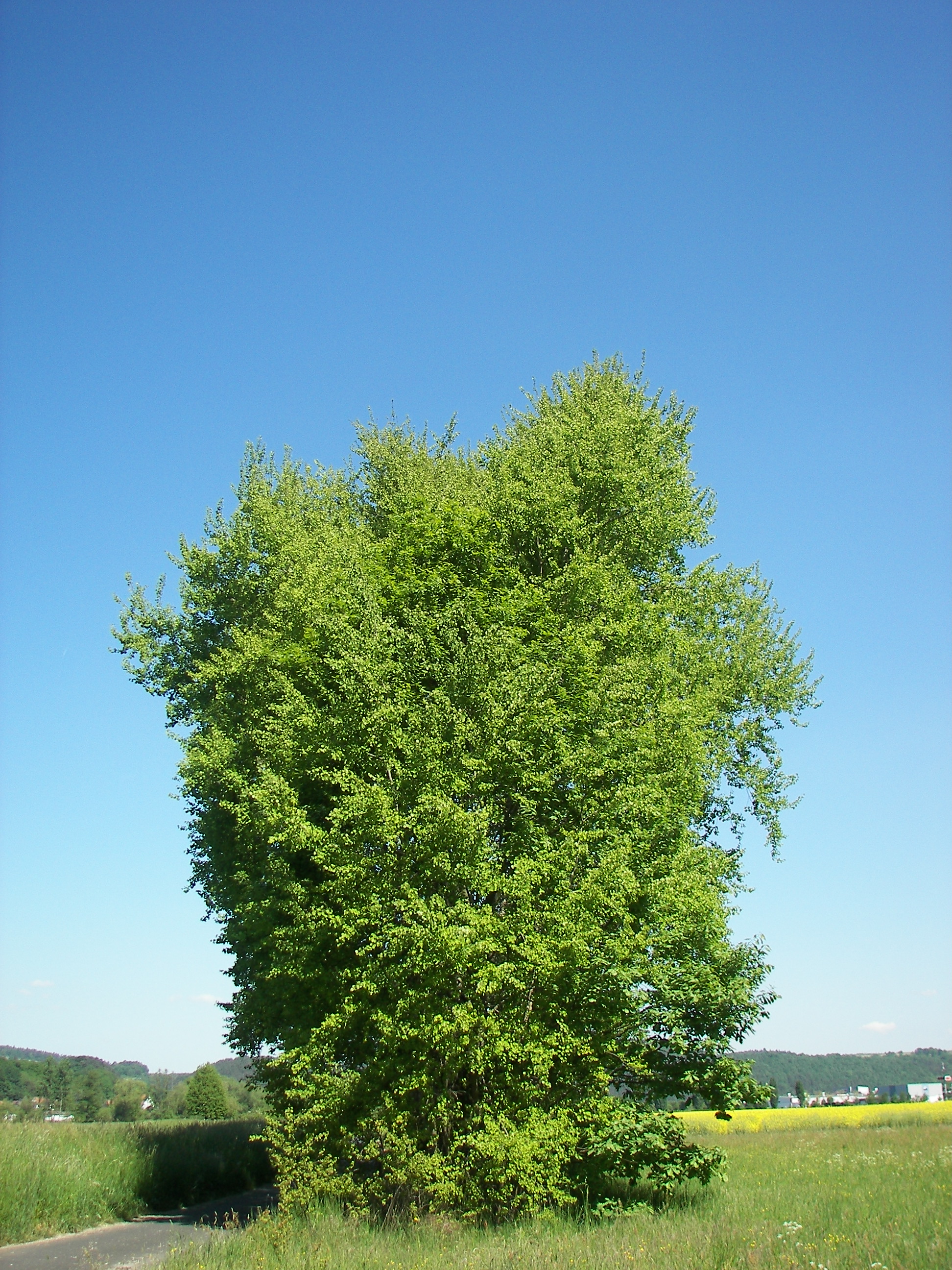 Zitterpappel